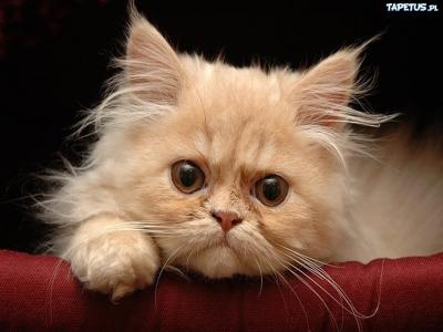 Прикрепленное изображение: Котик -2.jpg